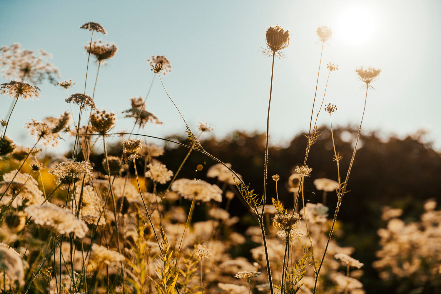 Trockene Wiesenblumen und Gräser im Gegenlicht der Abendsonne
